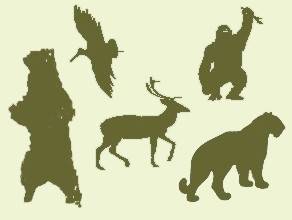 El juego los 5 animales en Práctica del Chi Kung - tigre, ciervo, mono, oso, grulla, fortalecimiento de 5 ejercicios complementarios al Tai Chi
